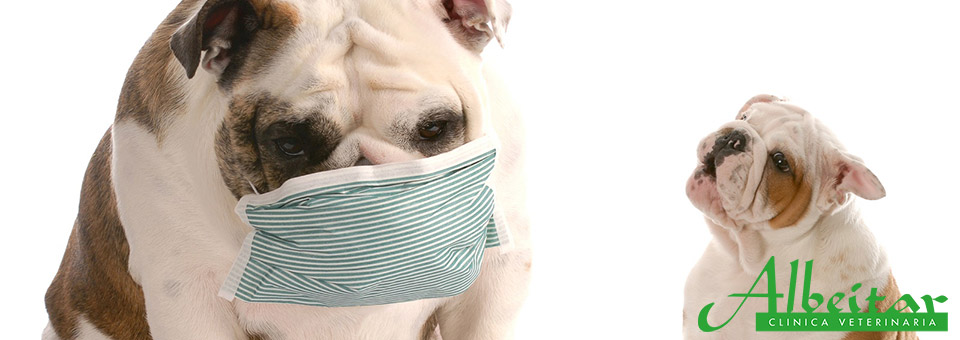 perro con mascarilla por alergia