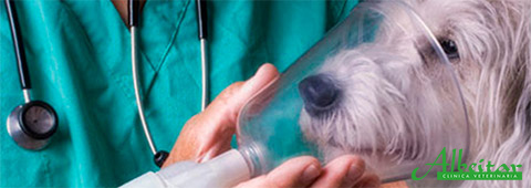 veterinario urgencias talavera